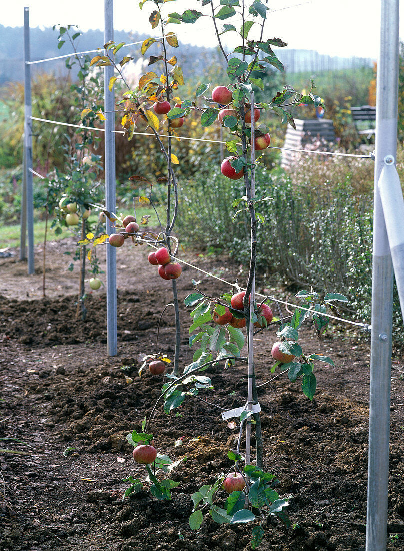 Puresprout.in-(2.2mmx50Mtr) Beakaert Duron Trellising Wire (2.2mmx50Mtr)