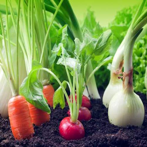 Puresprout-ACURO Saathee Super Potassium Humate for Home Plants, Gardens and Agriculture - Humic Acid , Nutrient for Growth (500g)