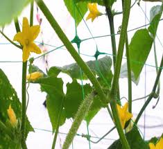 Puresprout.in- 6"Extruded plant support net (1.7mx100m) green