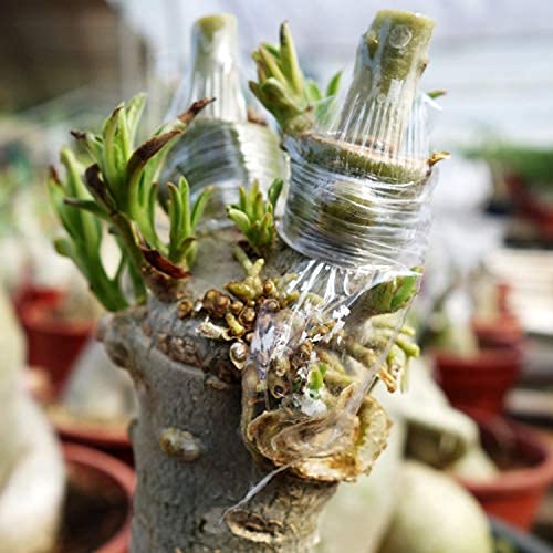 Puresprout.in-200M X 3 Inch Grafting Stretchable Moisture Barrier Plant Repair Tape for Nursery & Garden