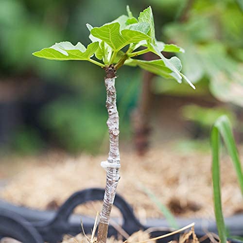 Puresprout.in-200M X 3 Inch Grafting Stretchable Moisture Barrier Plant Repair Tape for Nursery & Garden