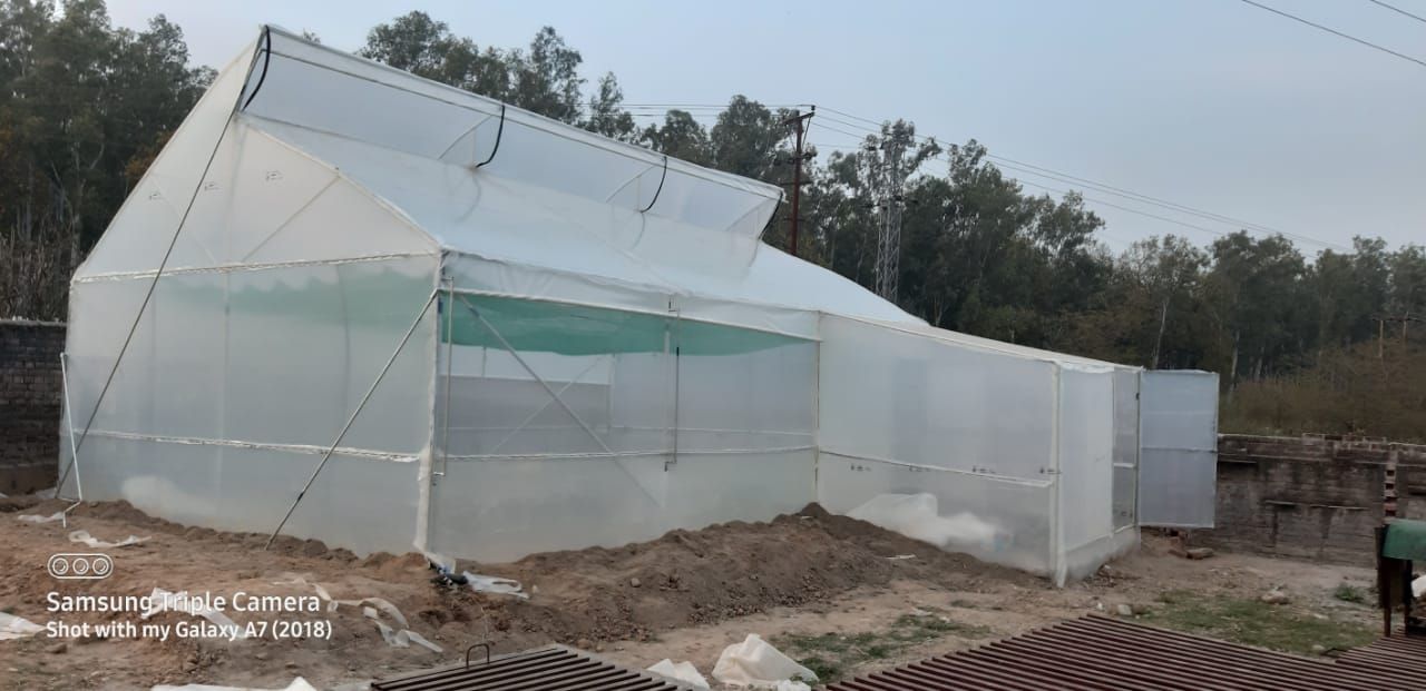 Puresprout (5.5m x 1m) Greenhouse Sheet-200 Micron, UV Stabalised,5 layer, Coexcruded, Anti Dust & thermal properties