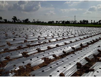 PURESPROUT.IN-1.2M X 5M (30 MICRON) MICRONS GARDEN MULCHING SHEET/GARDEN MULCH (SILVER / BLACK)