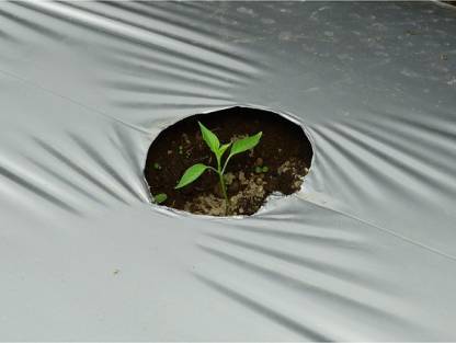 PURESPROUT.IN-1.2M X 5M (30 MICRON) MICRONS GARDEN MULCHING SHEET/GARDEN MULCH (SILVER / BLACK)